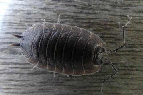 Réf. 300 573 : Porcellio orarum